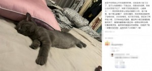 雨点监控闲鱼秒拍软件闲鱼监控软件钉钉推送强聊秒下单软件闲鱼上宠物