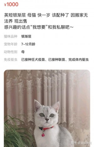 雨点监控闲鱼秒拍软件闲鱼监控软件钉钉推送强聊秒下单软件闲鱼监控宠物信息在哪里看